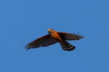 Extremely close view of a red-shouldered hawk flying, seen in the wild in  North California