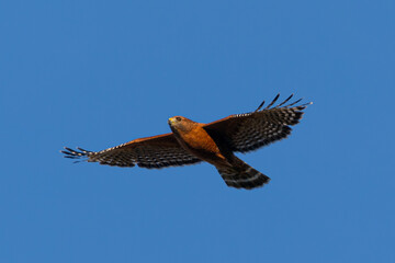 Extremely close view of a red-shouldered hawk flying, seen in the wild in  North California