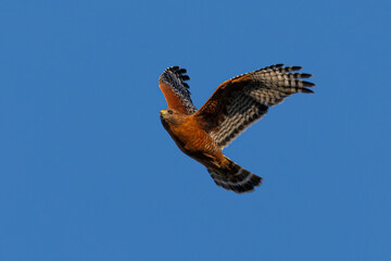 Extremely close view of a red-shouldered hawk flying, seen in the wild in  North California