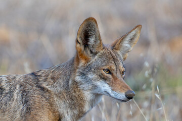Very close view of a coyote, seen  in the wild in North California 
