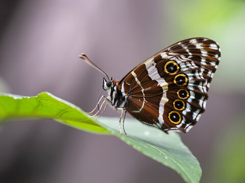Stunning brown and white butterfly with vibrant eye spots gracefully rests on a fresh green leaf in nature