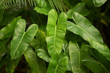 Close up shot of Philodendron Burle Marx leaves © mhafizabidi