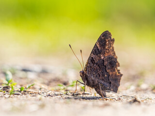 Peacock butterfly on the ground among the grass