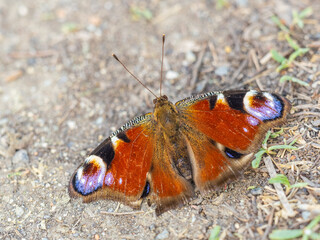 Peacock butterfly on the ground among the grass