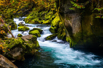 Fototapeta premium Scenic view of North Umpqua river running through Umpqua National Forest at fall