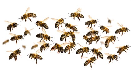 A lively swarm of flying honeybees against a pure white background, showcasing their intricate wings and striped bodies