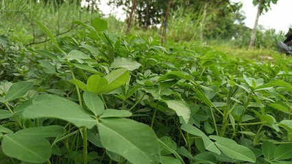 close up of a green plant