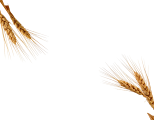 Wheat stalks, golden, arranged diagonally