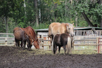 Summer In The Pasture, Fort Edmonton Park, Edmonton, Alberta