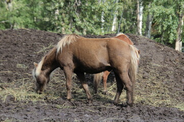 Fototapeta premium horse in the meadow