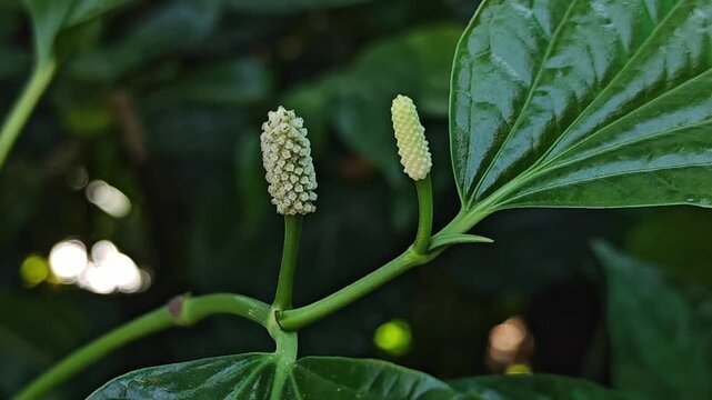 Wild Piper sarmentosum Roxb. swaying in the natural breeze, against a dark green background of wild piper sarmentosum.