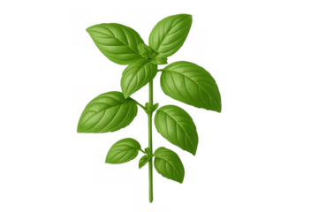 Fresh green basil sprig with vibrant leaves, healthy ingredient for cooking, producing aromatic herbs, transparent background