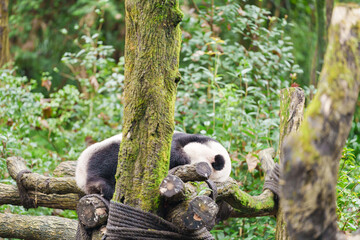 Naklejka premium Cute Giant Panda, Ailuropoda melanoleuca or panda bear in forest at Chengdu Panda Breeding Research Center Dujiangyan. landmark and popular for tourists attractions in Chengdu, China.