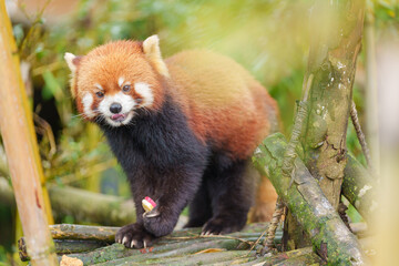 Naklejka premium Cute Red Panda, Ailurus fulgens or lesser panda in forest at Chengdu Panda Breeding Research Center Dujiangyan. landmark and popular for tourists attractions in Chengdu, China. Travel and Vacation