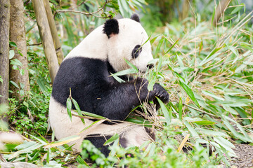 Naklejka premium Cute Giant Panda, Ailuropoda melanoleuca or panda bear in forest at Chengdu Panda Breeding Research Center Dujiangyan. landmark and popular for tourists attractions in Chengdu, China.