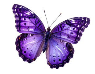 Purple butterfly with intricate wing patterns, open wings
