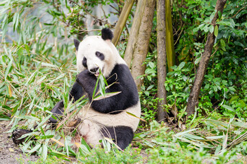 Naklejka premium Cute Giant Panda, Ailuropoda melanoleuca or panda bear in forest at Chengdu Panda Breeding Research Center Dujiangyan. landmark and popular for tourists attractions in Chengdu, China.