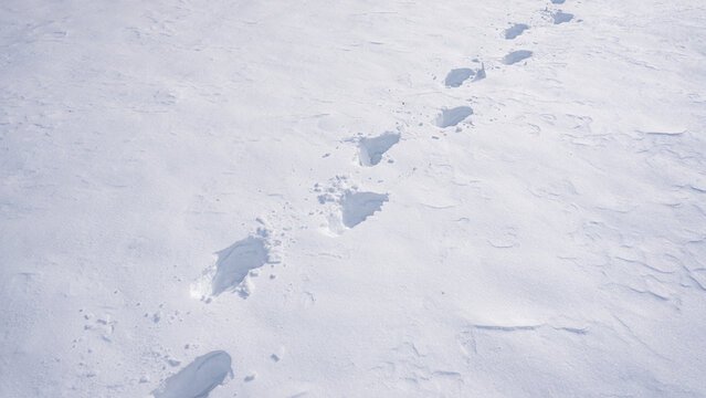 Step along frozen pathway. Step impressions in winter snow. Footstep on frosty path. Snow steps forward outdoors. Step pattern on winter walkway. Step on snow-covered trail. Walking in snow.