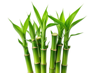 Obraz premium Lush bamboo stalks with bright green leaves on dark background