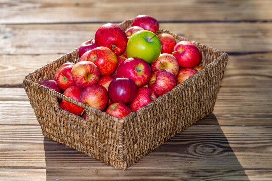 Fresh apples in basket on wooden table. Organic apples harvested from farm. Ripe organic apple. Summer harvest with fresh red apples. Basket full of fresh apples.
