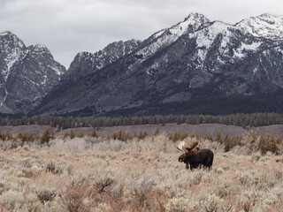 Wild moose in Grand teton National Park under overcast mountains