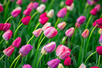 Blooming tulip field in spring season. Multicolored blossoms spring. Fresh tulip field in natural spring light. Vivid spring blossoms nature. Tulip meadow in natural landscape setting.