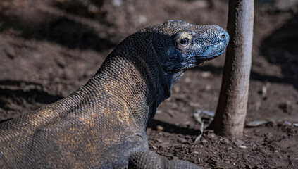 Monitor lizard face with textured reptile skin. Large komodo dragon animal in captivity. Komodo dragon eye close up wildlife concept. Giant lizard body with rough scales texture.