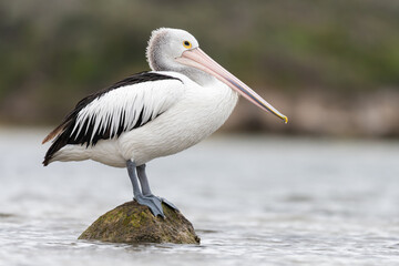 Australian pelican (Pelecanus conspicillatus) on the coast, Augusta, Western Australia