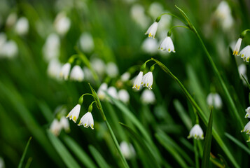 White leucojum bells in meadow. Green spring nature background. Spring blossom flowers texture. White bell flowers wallpaper. Spring garden wildflowers. Fresh spring floral background.