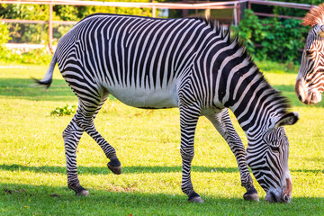Obraz premium Grevy's zebra, lat Equus grevyi, also known as the imperial zebra eats green grass.