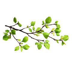 Fototapeta premium Fresh spring leaves on a delicate branch, perfect for nature-inspired designs and bringing a touch of vibrant greenery to your creative projects