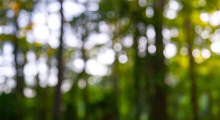 Obraz premium Blur green forest. The background glows with soft green tones. A natural background enhances the peaceful mood. Blurred leaves form a dreamy background. Forest background.