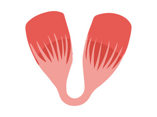 Digastric Muscle Cells
