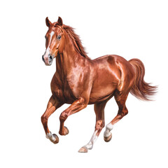 Obraz premium Majestic chestnut horse galloping powerfully, a symbol of freedom and strength for equestrian brands and adventure themes, showcasing wild beauty and grace
