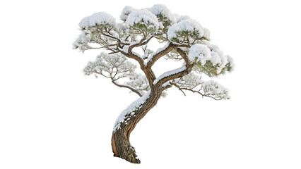 Snow Covered Pine Tree Isolated on Transparent Background