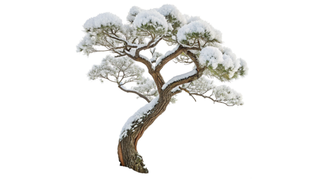Snow Covered Pine Tree Isolated on Transparent Background