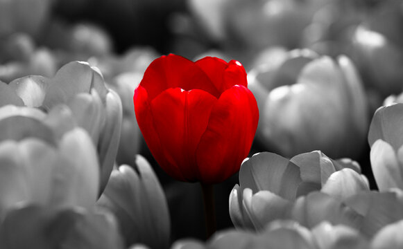 Fototapeta Red tulip on monochrome tulips background. Be different. Red tulip branding and visibility. Different choice and decision concept. Red tulip creative concept. Red tulip identity visuals.