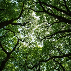 Obraz premium Vast canopy tree branches spread wide, forming a dense, natural green roof. Sunlight dapples through lush foliage, creating a serene, shaded forest environment ,wide ,organic ,patterns