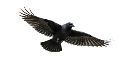 Obraz premium A black crow in flight with wings spread wide isolated on transparent background