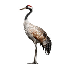 Fototapeta premium Elegant crane standing gracefully, a serene wildlife moment to add a touch of nature and calm to any project, perfect for conservation themes