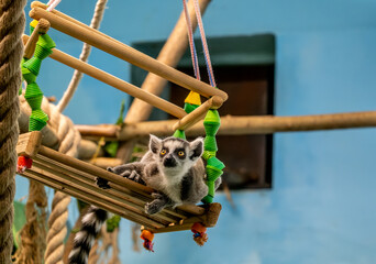 Cat lemur in the zoo close-up. © Сергей Лаврищев