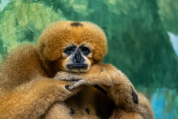 Sad monkey in the zoo close-up.