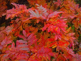 Red leaves