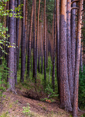 Naklejka premium Pine forest on a summer day.mixed forest of pine and birch trees.