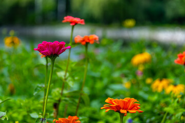 Bright flowers in the summer in the garden close-up.