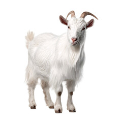 Obraz premium Majestic white goat standing confidently, perfect for farm animal themes, livestock marketing, or creating charming character designs with a unique flair