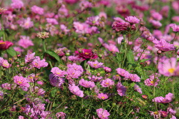 Fototapeta premium field of pink flowers