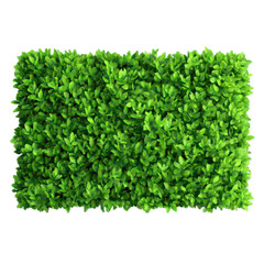Obraz premium Lush green wall of boxwood leaves, perfect for adding a touch of nature to any space, evoking freshness and vitality, bringing a vibrant natural element
