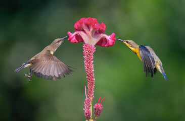 Male and female sunbirds hovering and sucking on nectar from flower. Close up, selective focus.