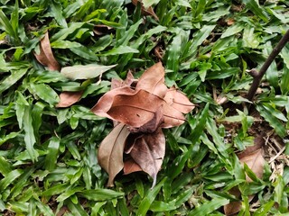 Close-up view of vibrant green, strap-like foliage interspersed with a small cluster of dry, brown fallen leaves.